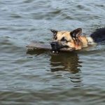 Australia's new anti-piracy law: Sink or swim?