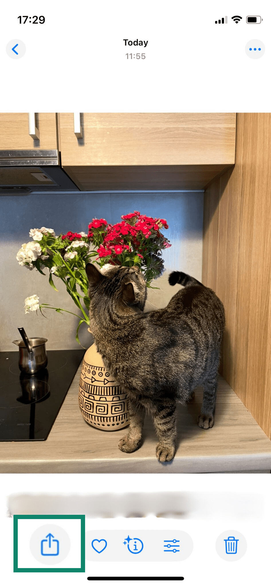 A photo taken on an iPhone, with the Share icon highlighted.